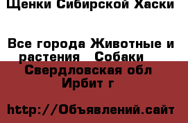 Щенки Сибирской Хаски - Все города Животные и растения » Собаки   . Свердловская обл.,Ирбит г.